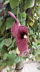 Aristolochia littoralis