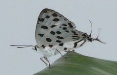 Tajuria maculata