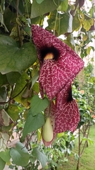 Aristolochia littoralis