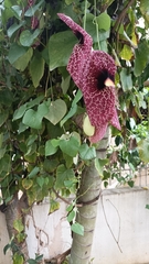 Aristolochia littoralis