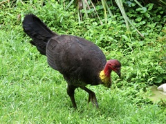 Alectura lathami lathami