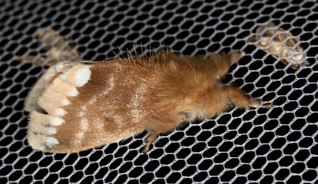 Browntail Gum Moth from Bull Hill, Tinonee NSW 2430, Australia on ...