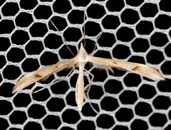 Platyptilia celidotus