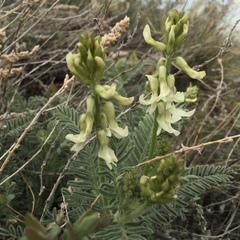 Astragalus drummondii