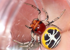 Camaricus nigrotesselatus