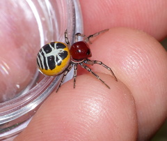 Camaricus nigrotesselatus