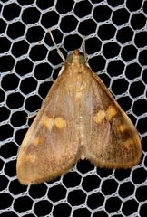 Rehimena surusalis