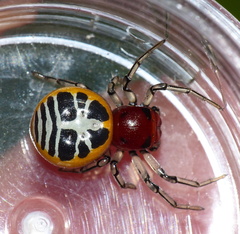 Camaricus nigrotesselatus