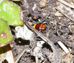 Camaricus nigrotesselatus