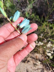 Ixia viridiflora