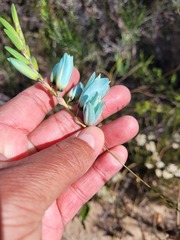 Ixia viridiflora