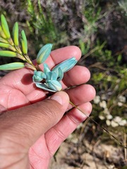 Ixia viridiflora