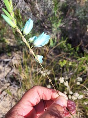 Ixia viridiflora
