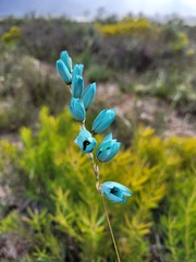 Ixia viridiflora