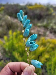 Ixia viridiflora
