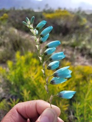 Ixia viridiflora
