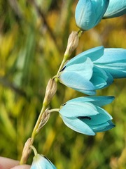 Ixia viridiflora