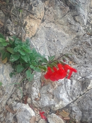 Salvia blepharophylla, photograph (c) Alejandro Gómez Maya, some rights reserved (CC BY)