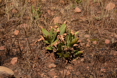 Aloe affinis
