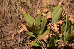 Aloe affinis