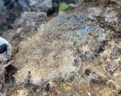 Dysideidae