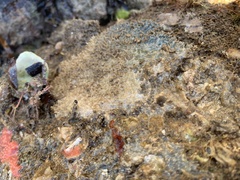 Dysideidae