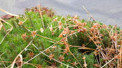 Juncus prismatocarpus leschenaultii