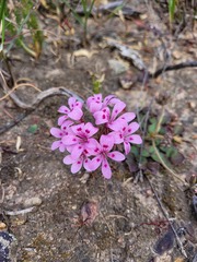 Pelargonium chelidonium