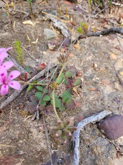 Pelargonium chelidonium