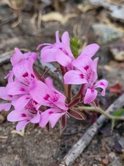 Pelargonium chelidonium