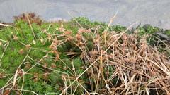 Juncus prismatocarpus leschenaultii