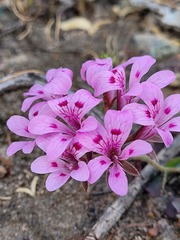 Pelargonium chelidonium