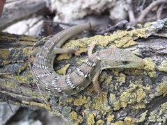 Gerrhonotus ophiurus