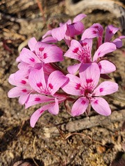 Pelargonium chelidonium