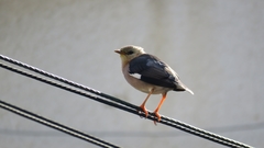 Acridotheres leucocephalus
