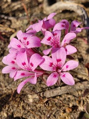 Pelargonium chelidonium