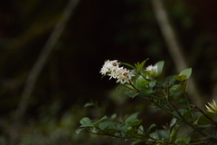 Carissa bispinosa zambesiensis