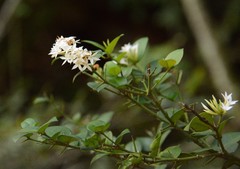 Carissa bispinosa zambesiensis