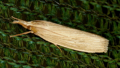 Calamotropha leptogrammellus