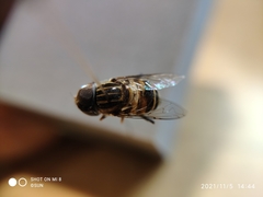 Syrphidae