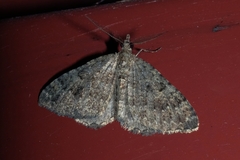 Helastia semisignata