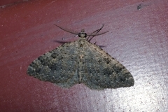 Helastia semisignata