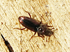 Bothrideres bipunctatus