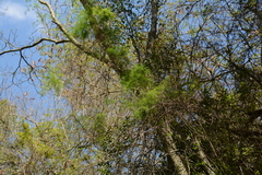 Asparagus angusticladus