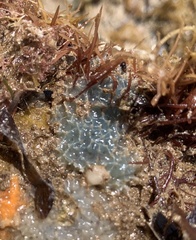 Dysideidae