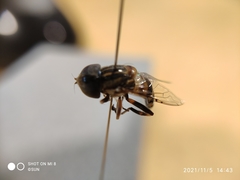 Syrphidae