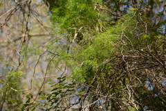 Asparagus angusticladus