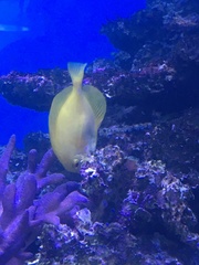 Zebrasoma