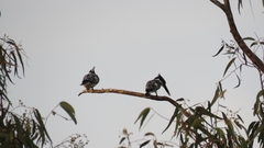 Ceryle rudis