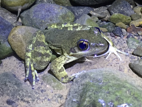 Moore's Frog